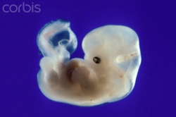 Human fetus at 40 days (Carolina Biological)